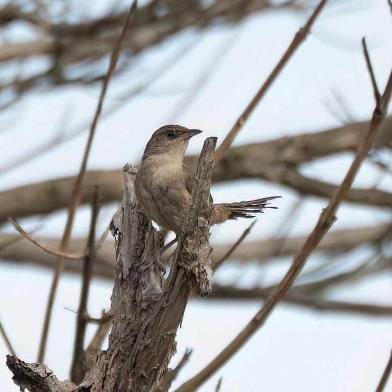 Plain Thornbird - ML650315308