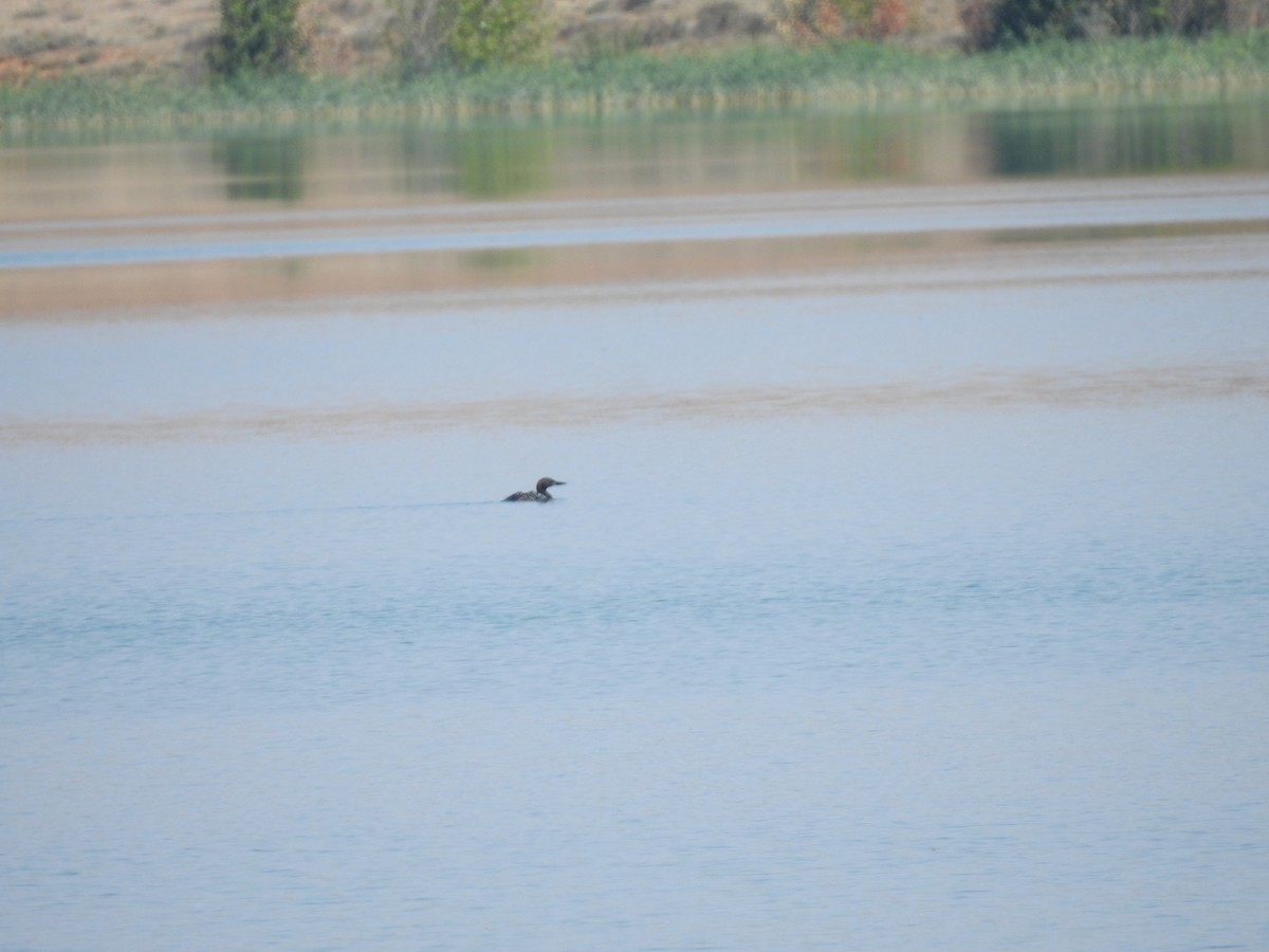 Common Loon - ML650315517