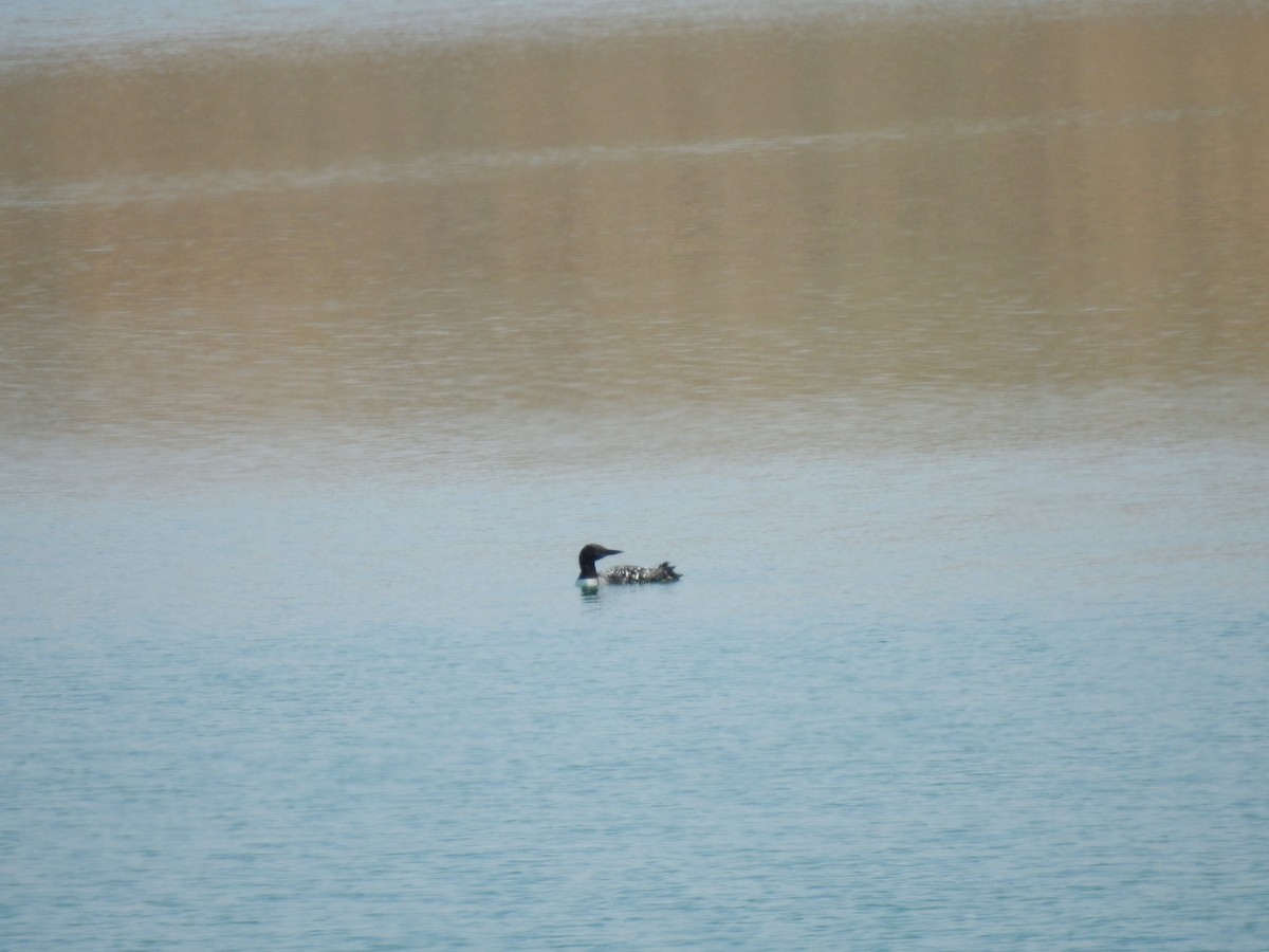 Common Loon - ML650315518