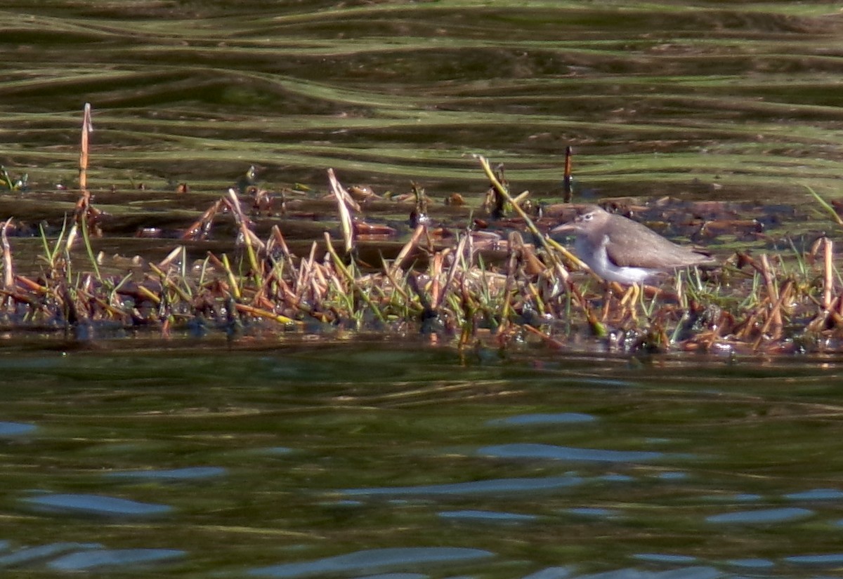 Spotted Sandpiper - ML650315720