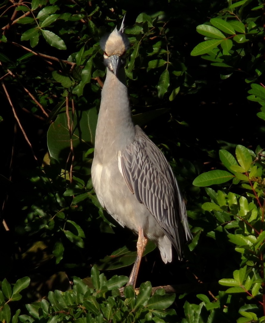 Yellow-crowned Night Heron - ML650315735
