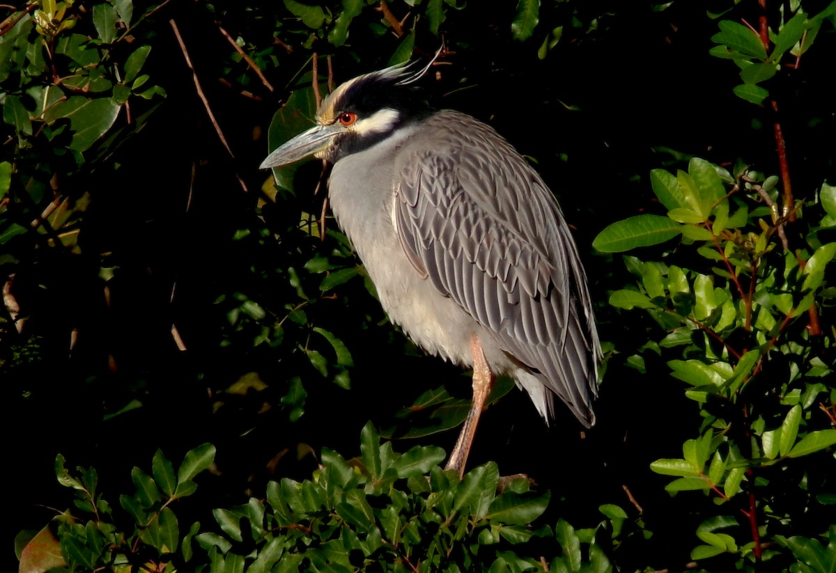 Yellow-crowned Night Heron - ML650315736