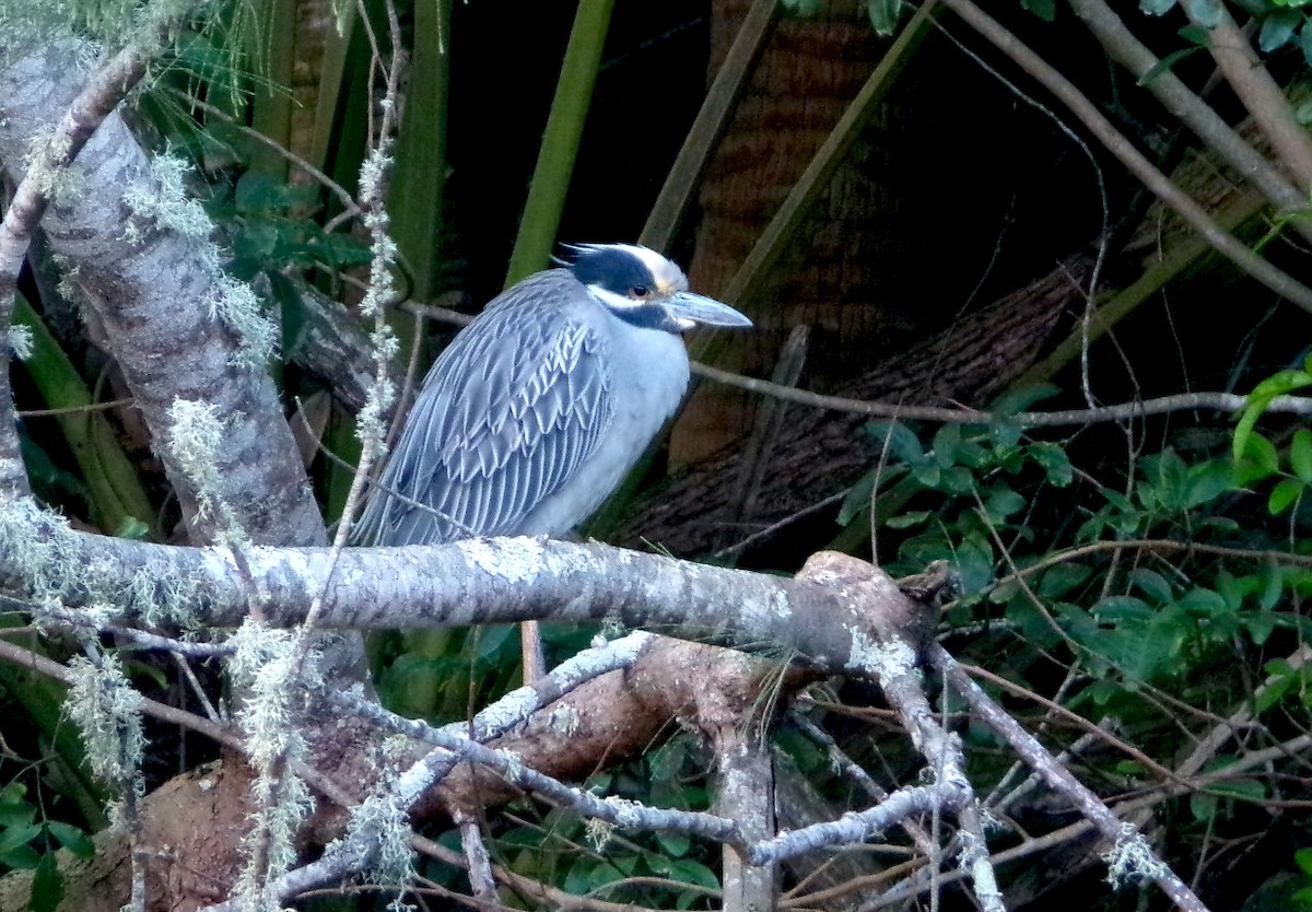 Yellow-crowned Night Heron - ML650315737
