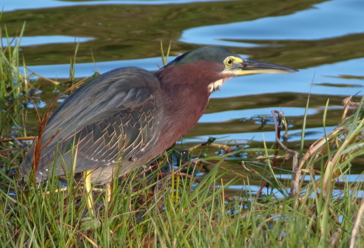 Green Heron - ML650315748