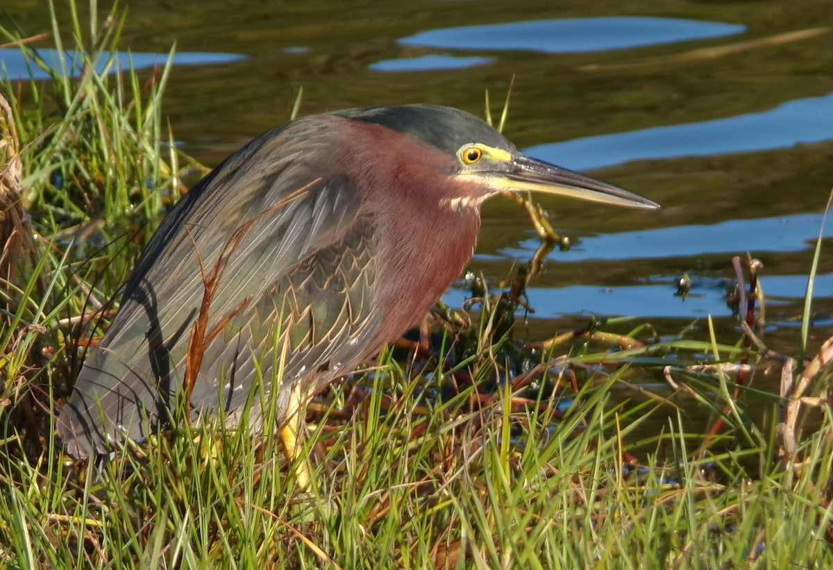 Green Heron - ML650315750