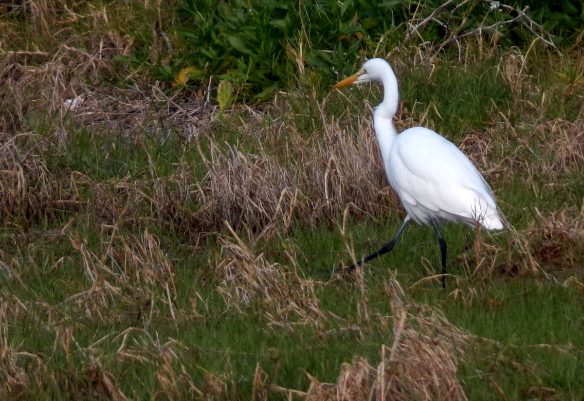Great Egret - ML650315777