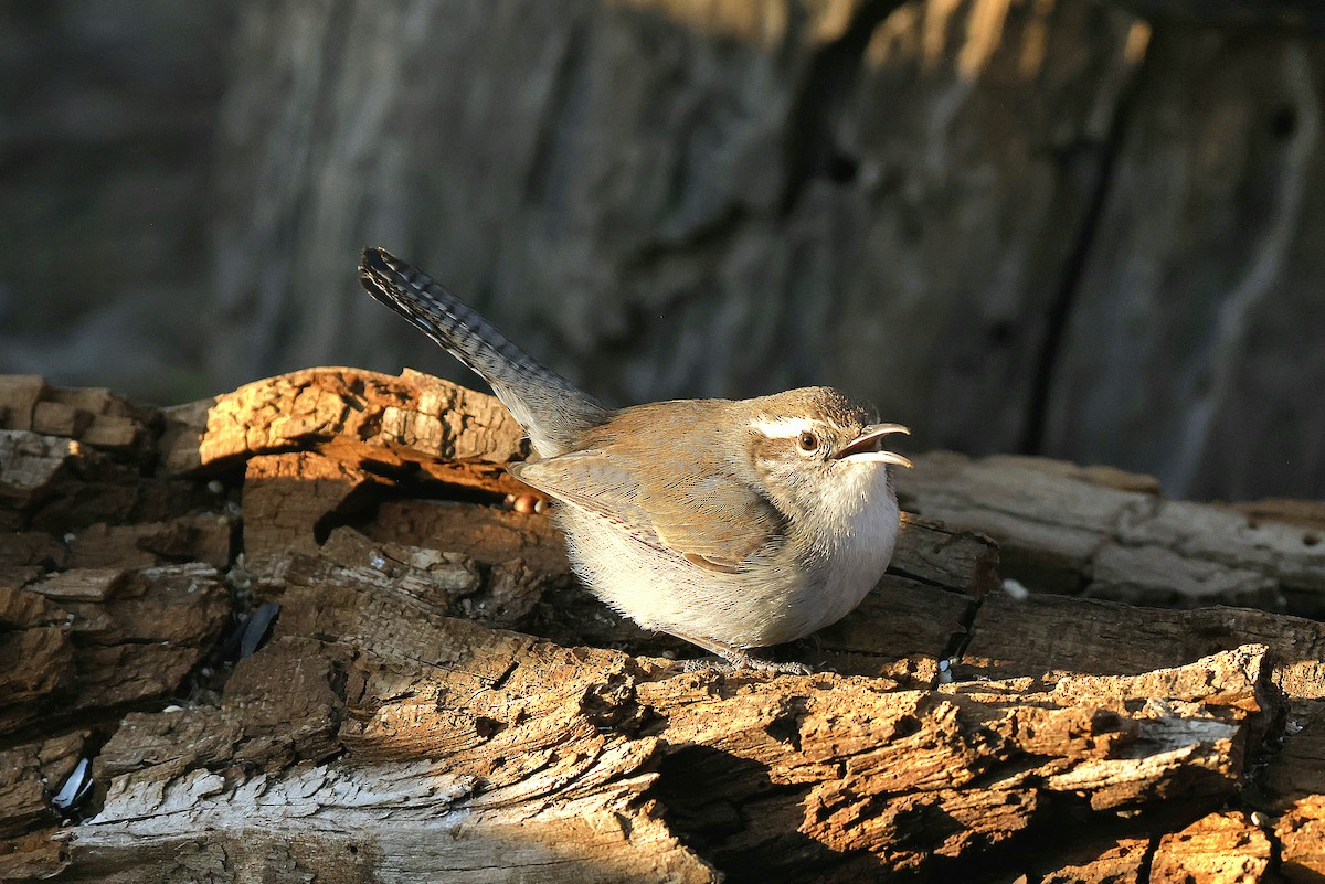 Bewick Çıtkuşu - ML650315845