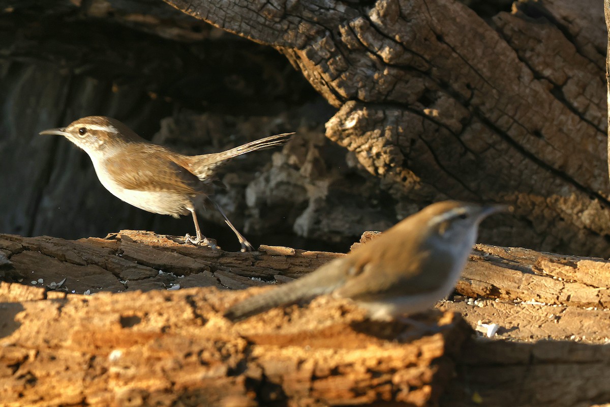 Bewick Çıtkuşu - ML650315846