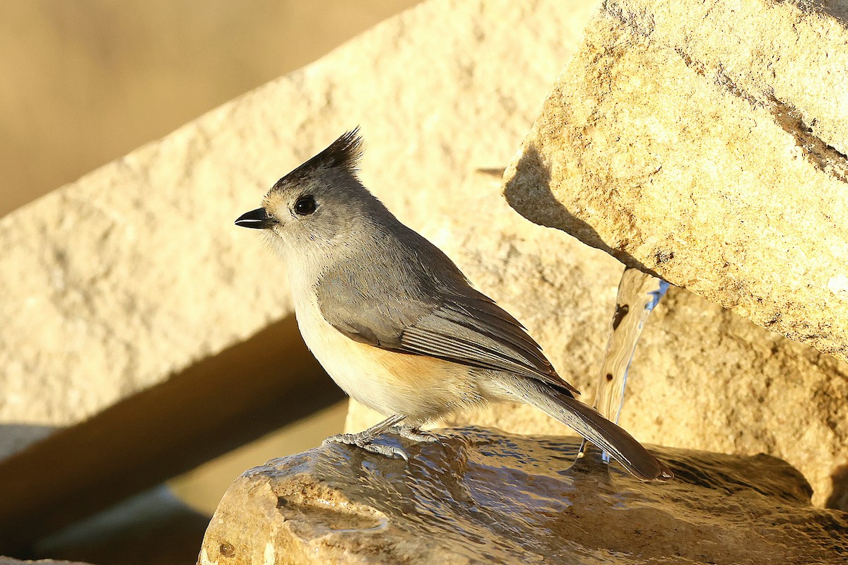 Kara Tepeli Baştankara - ML650315874