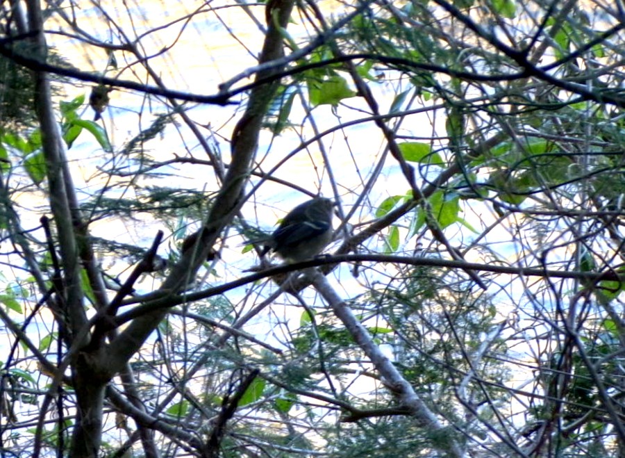 White-eyed Vireo - ML650315924