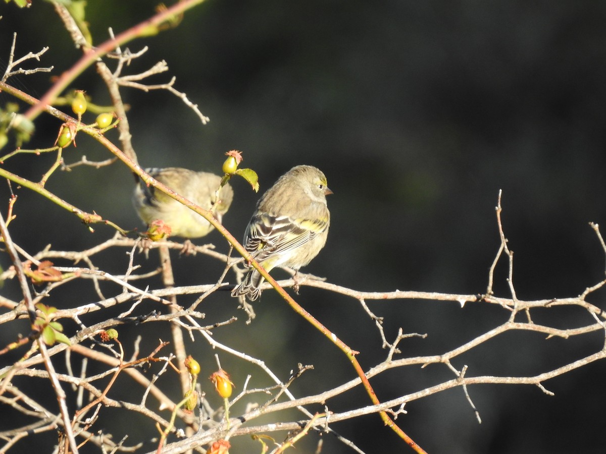 Citril Finch - ML650315970