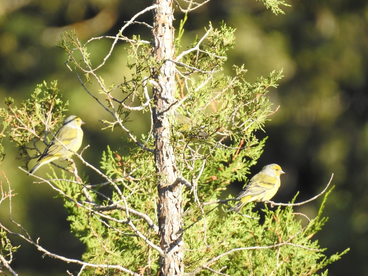 Citril Finch - ML650315972