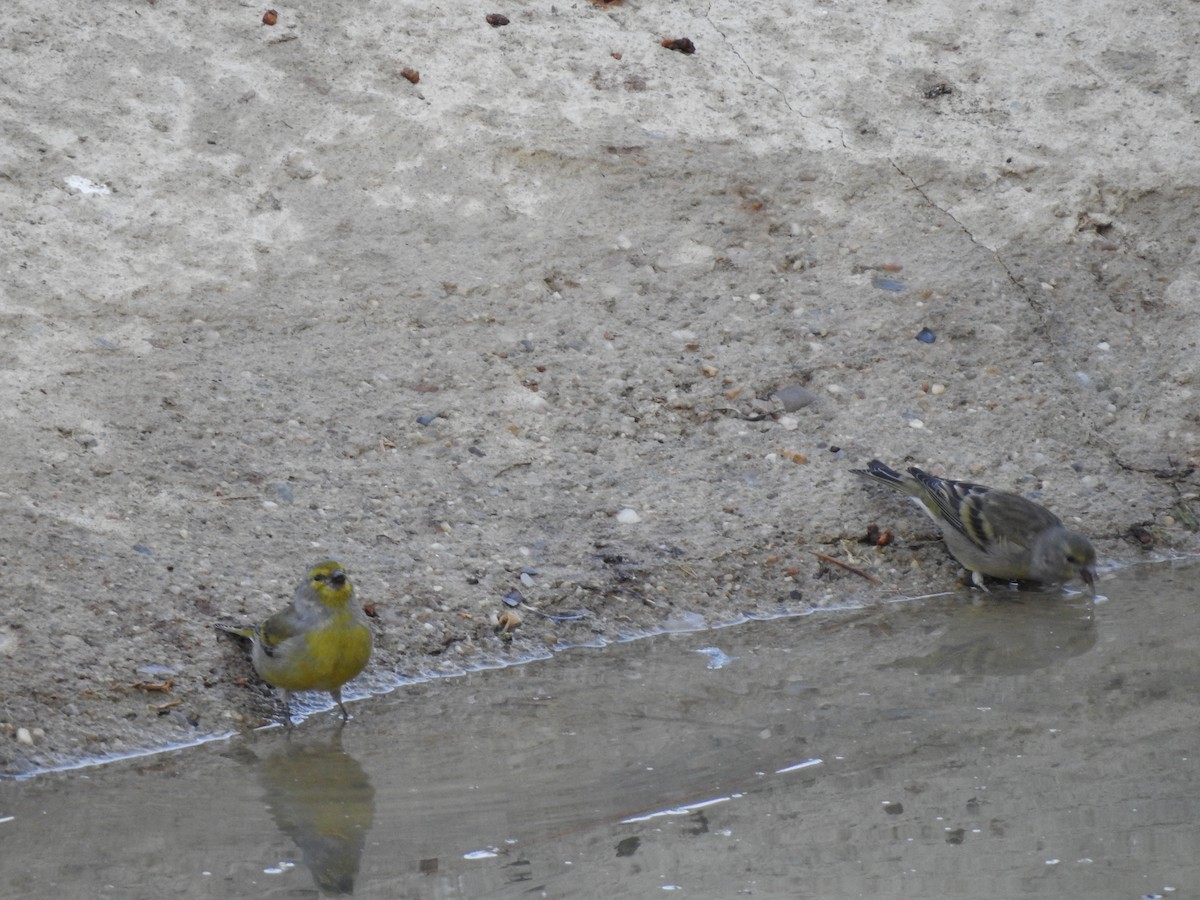 Citril Finch - ML650315973