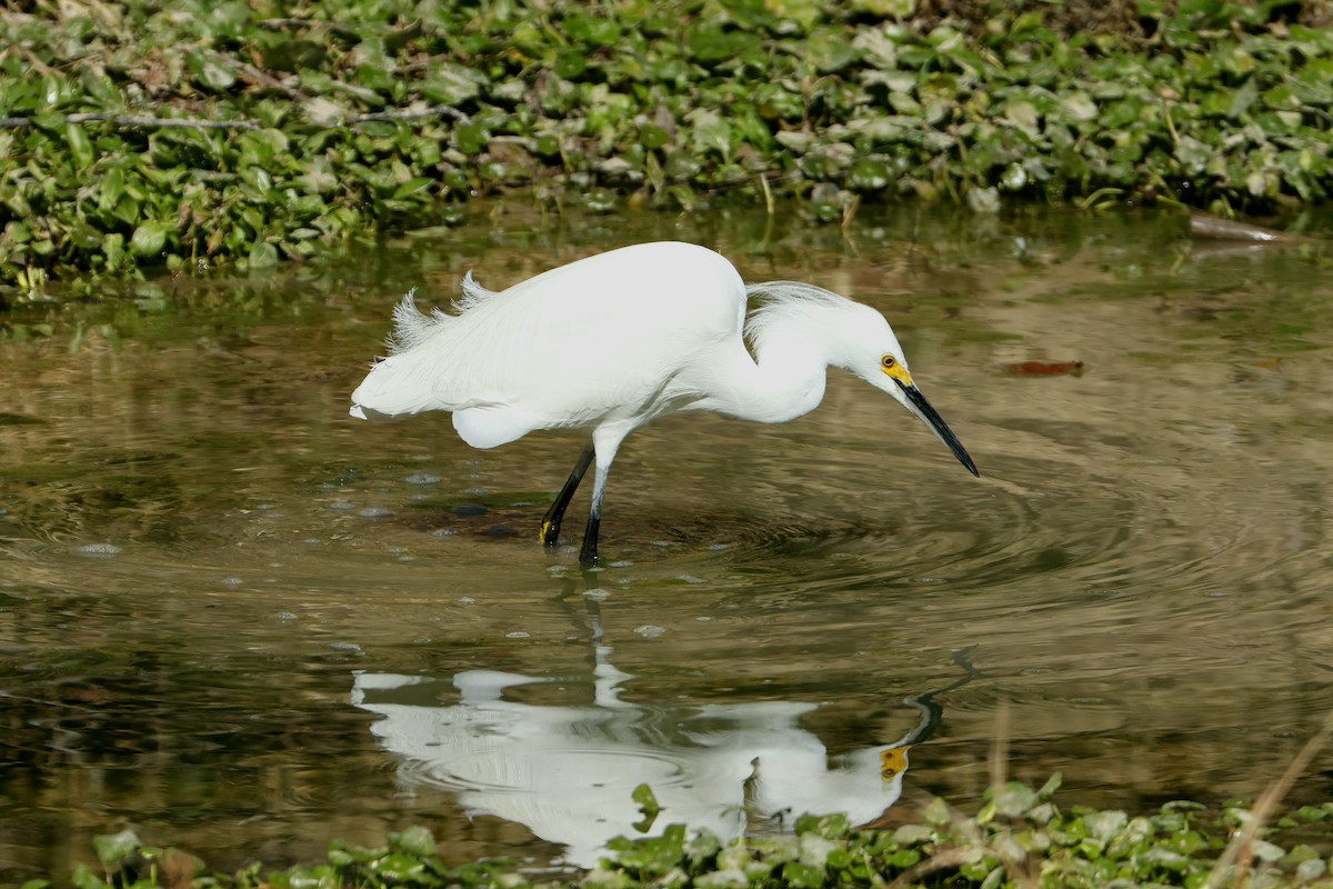 Karbeyaz Balıkçıl - ML650316077