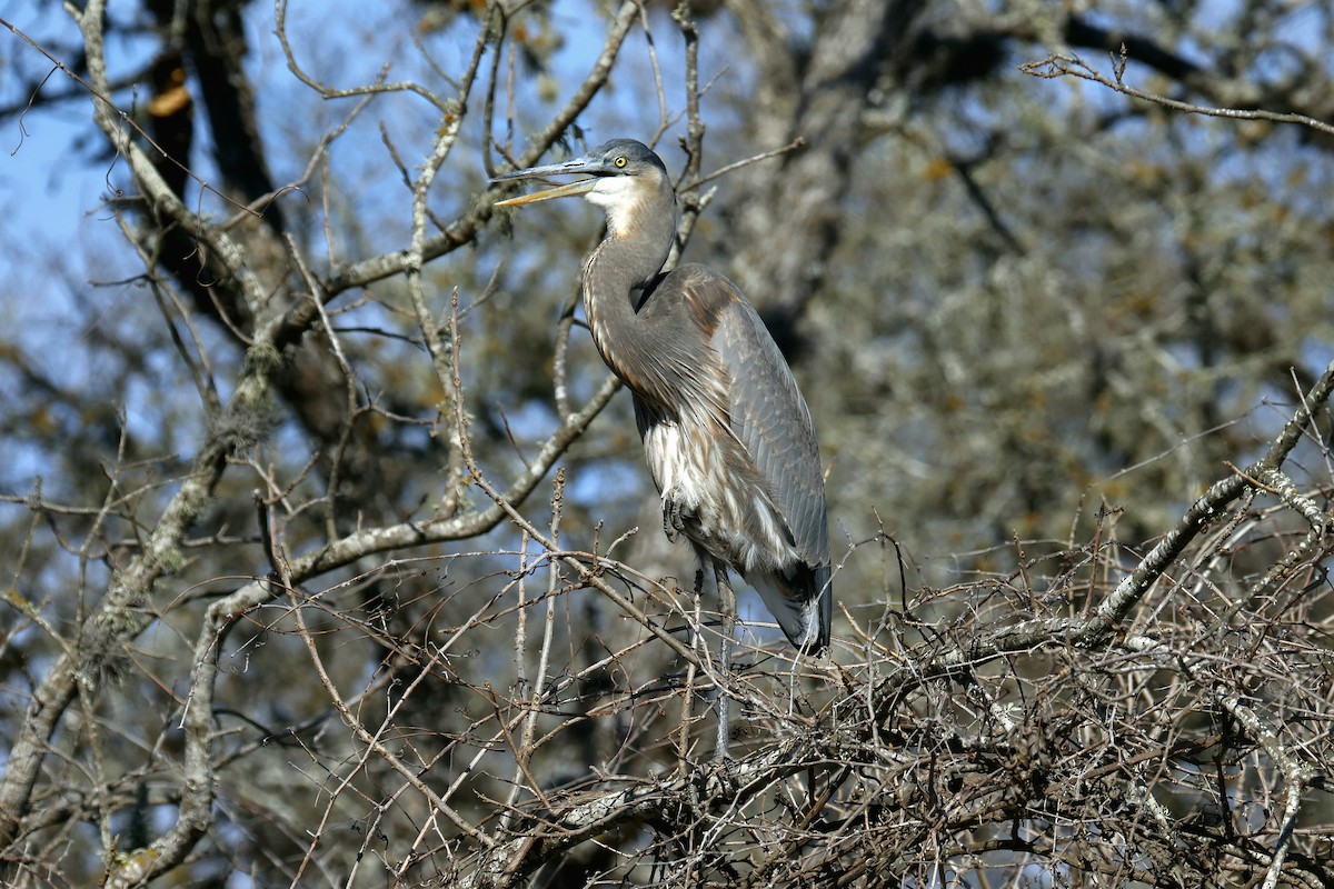 Amerika Gri Balıkçılı - ML650316214