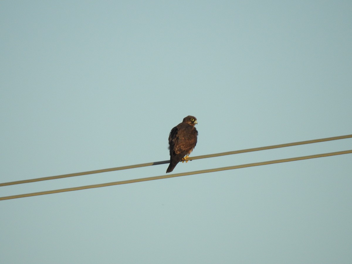 Eleonora's Falcon - ML650316245