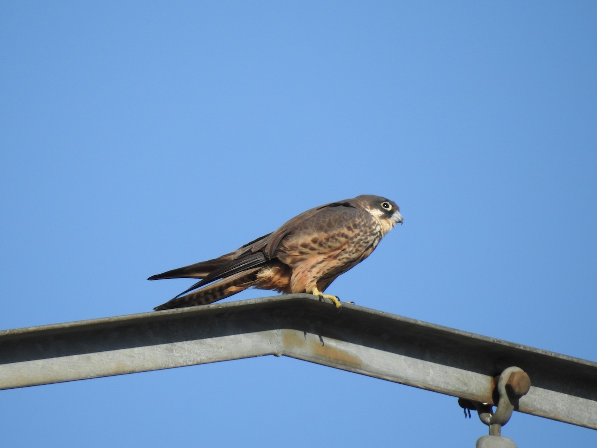 Eleonora's Falcon - ML650316247