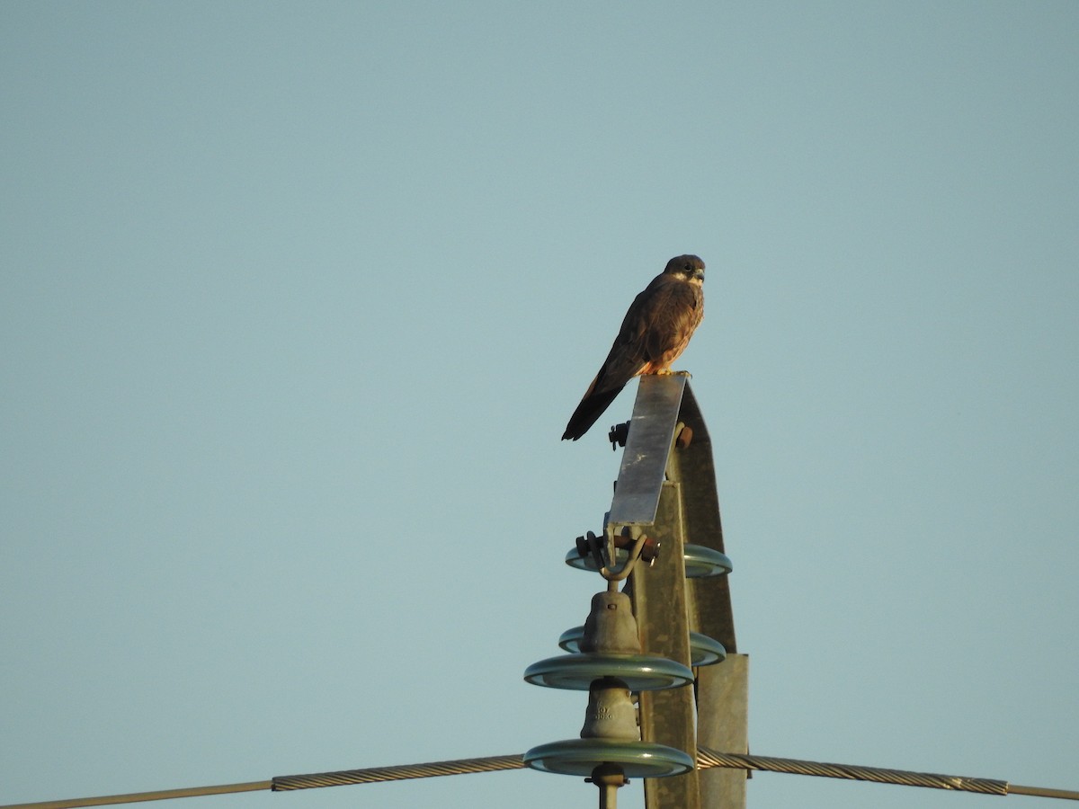 Eleonora's Falcon - ML650316248
