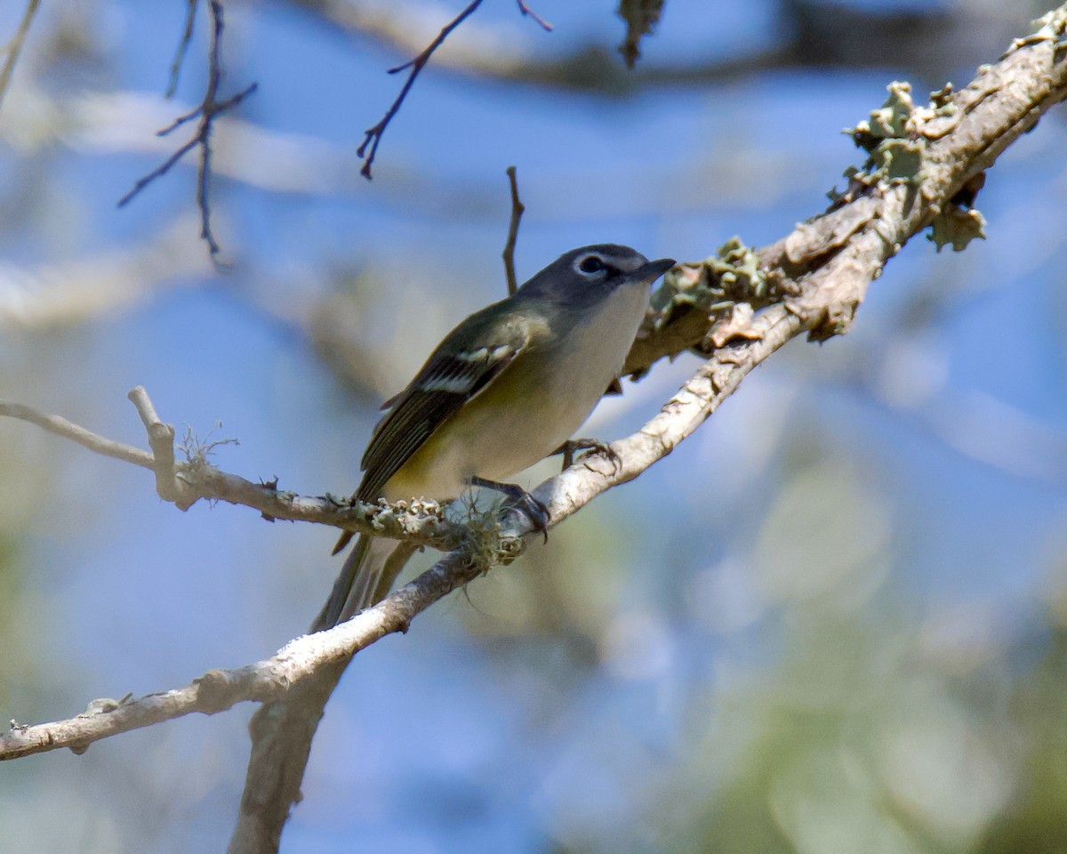 Blue-headed Vireo - ML650316257