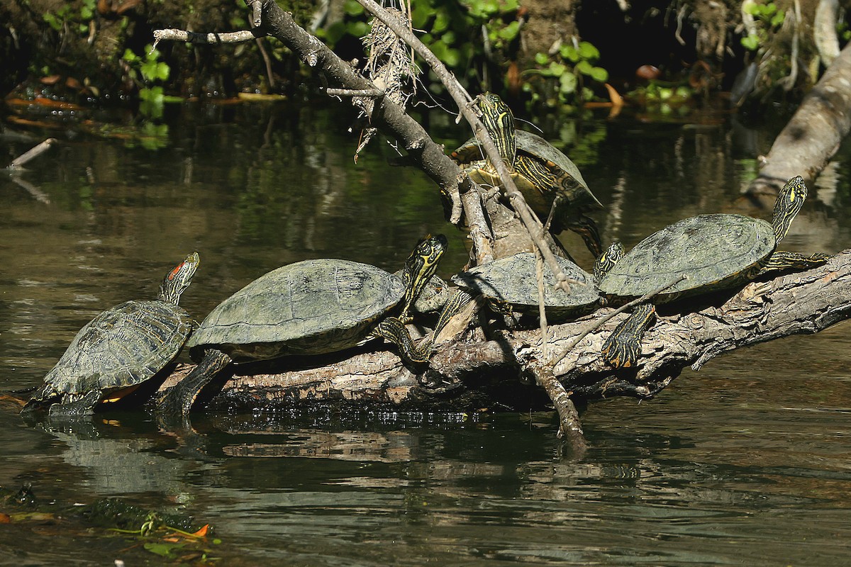 Kızıl Yanaklı Su Kaplumbağası - ML650316318
