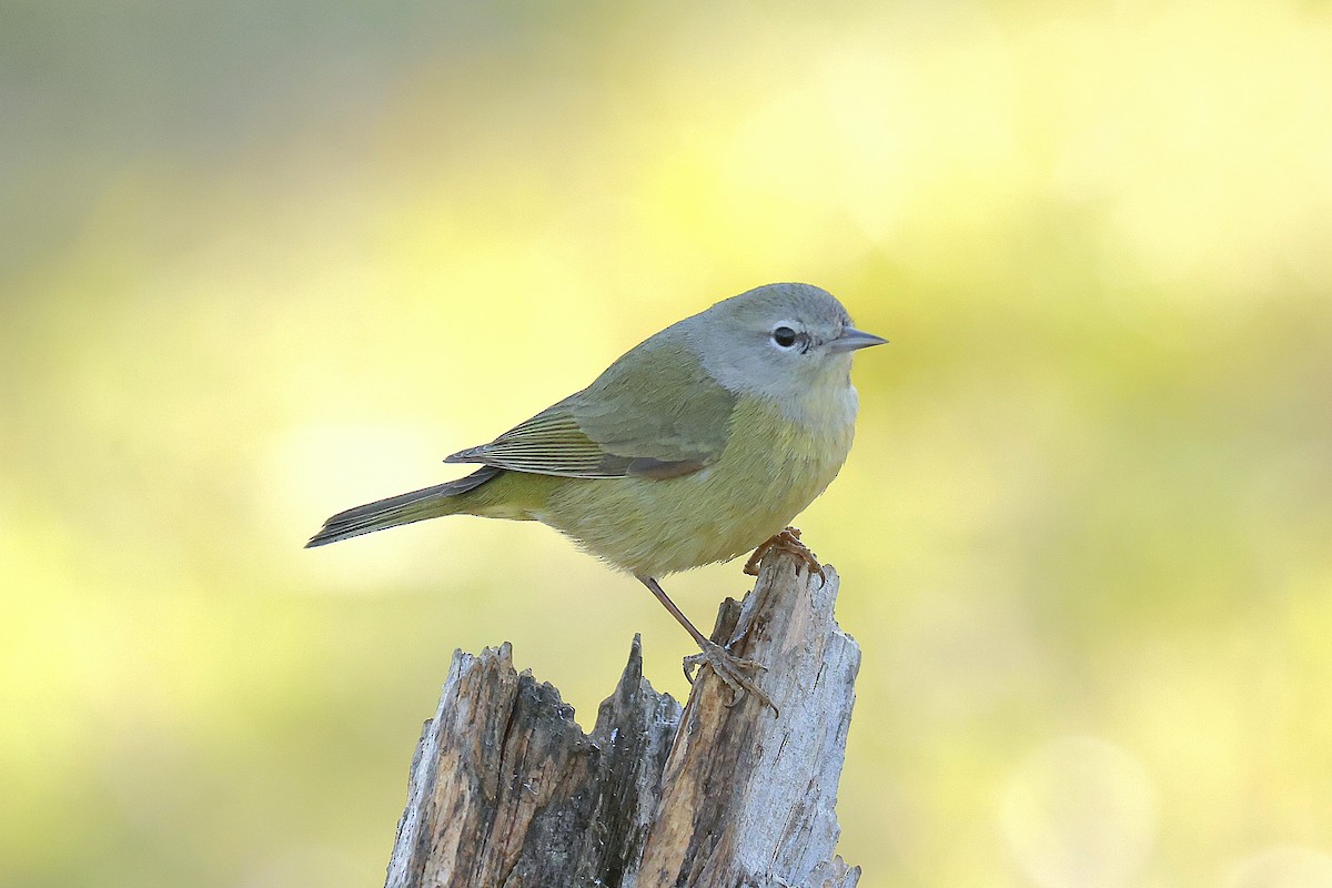 Turuncu Taçlı Ötleğen - ML650316611