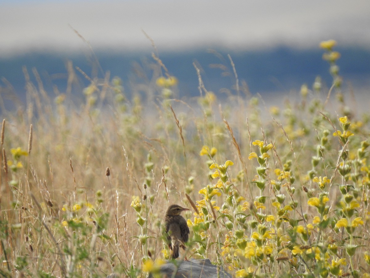 Dupont's Lark - ML650316918