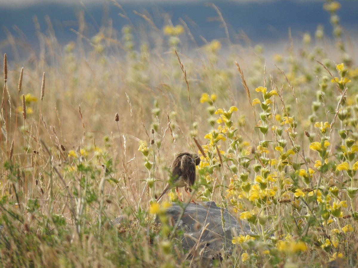 Dupont's Lark - ML650316921