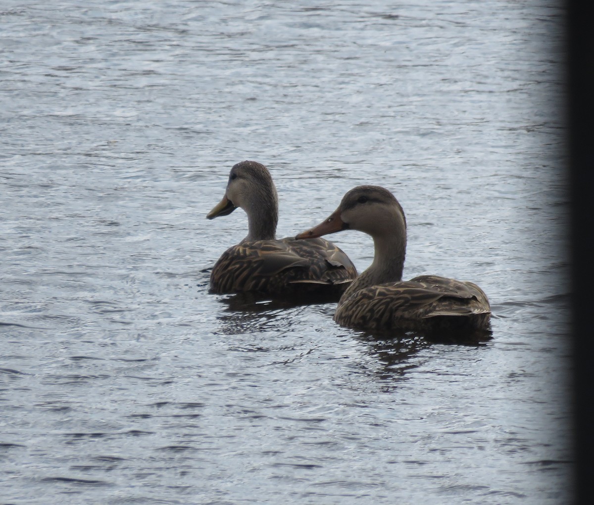 Mottled Duck - ML650316950