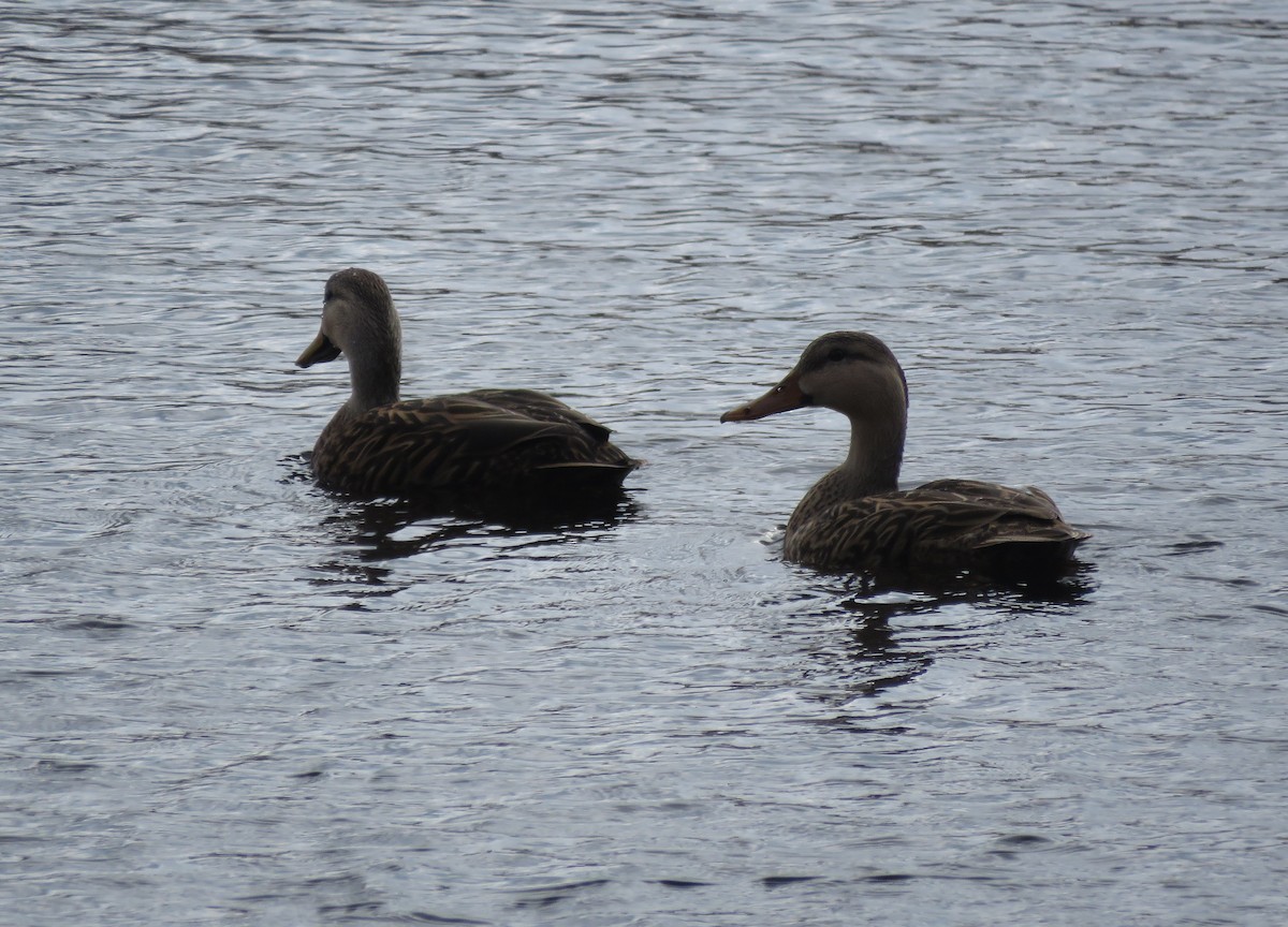 Mottled Duck - ML650316957