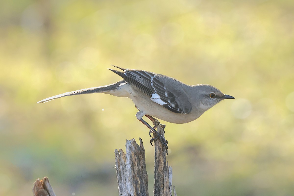 Kuzeyli Taklitçi - ML650316962