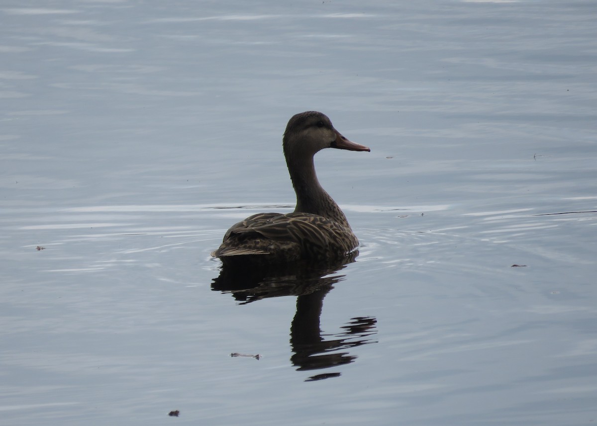 Mottled Duck - ML650316968