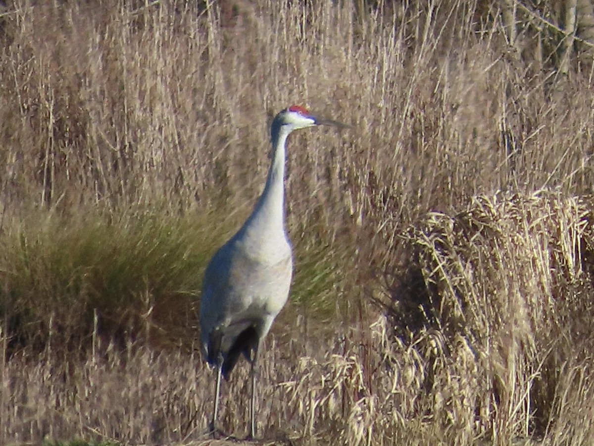 Sandhill Crane - ML650317076