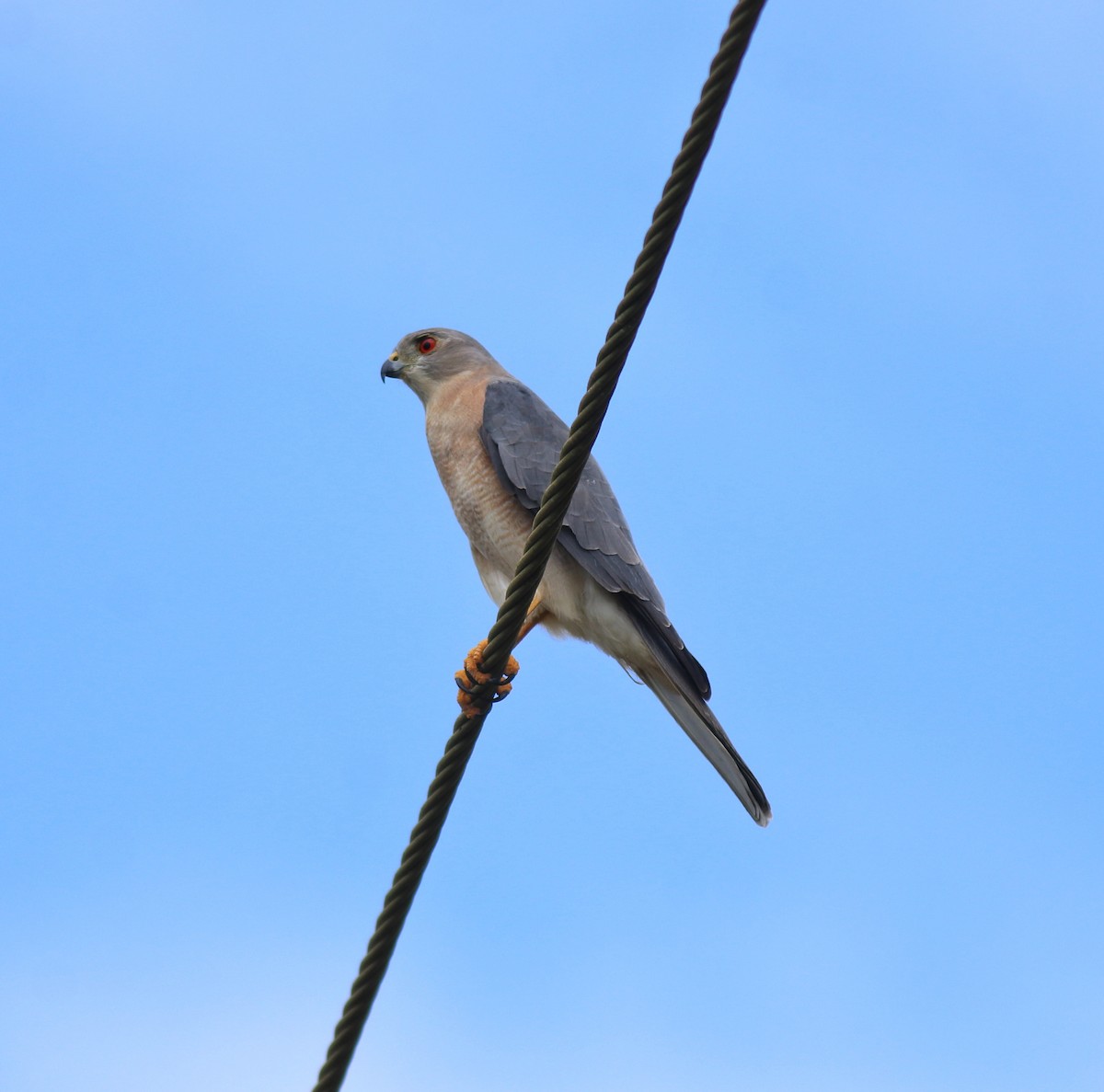 タカサゴダカ - ML650317173