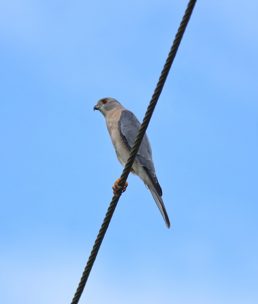 タカサゴダカ - ML650317174