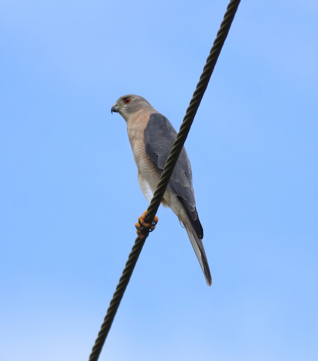 タカサゴダカ - ML650317175