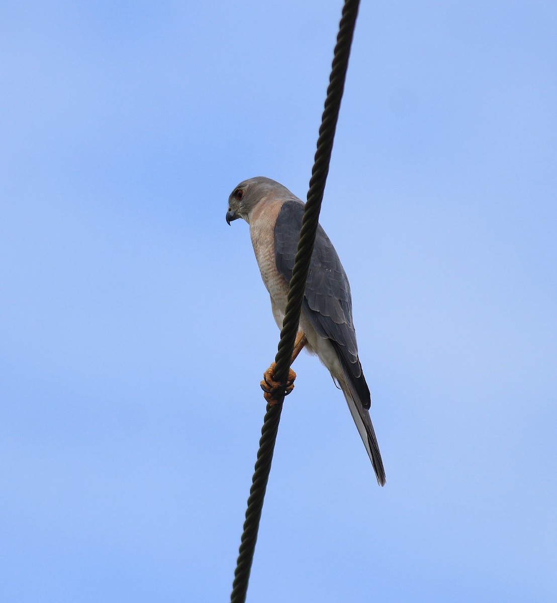 タカサゴダカ - ML650317176