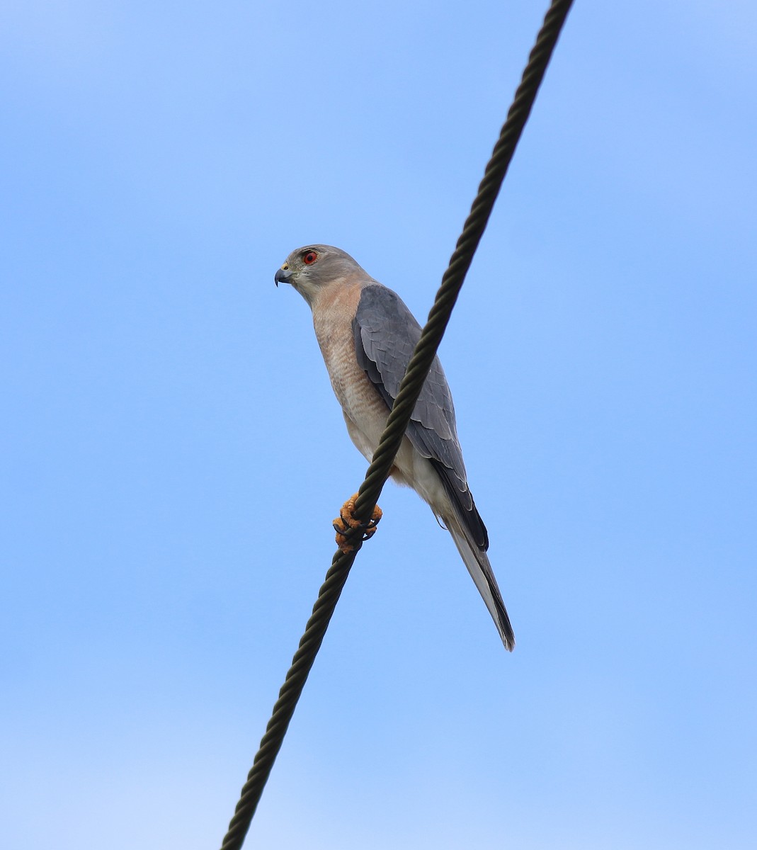 タカサゴダカ - ML650317177