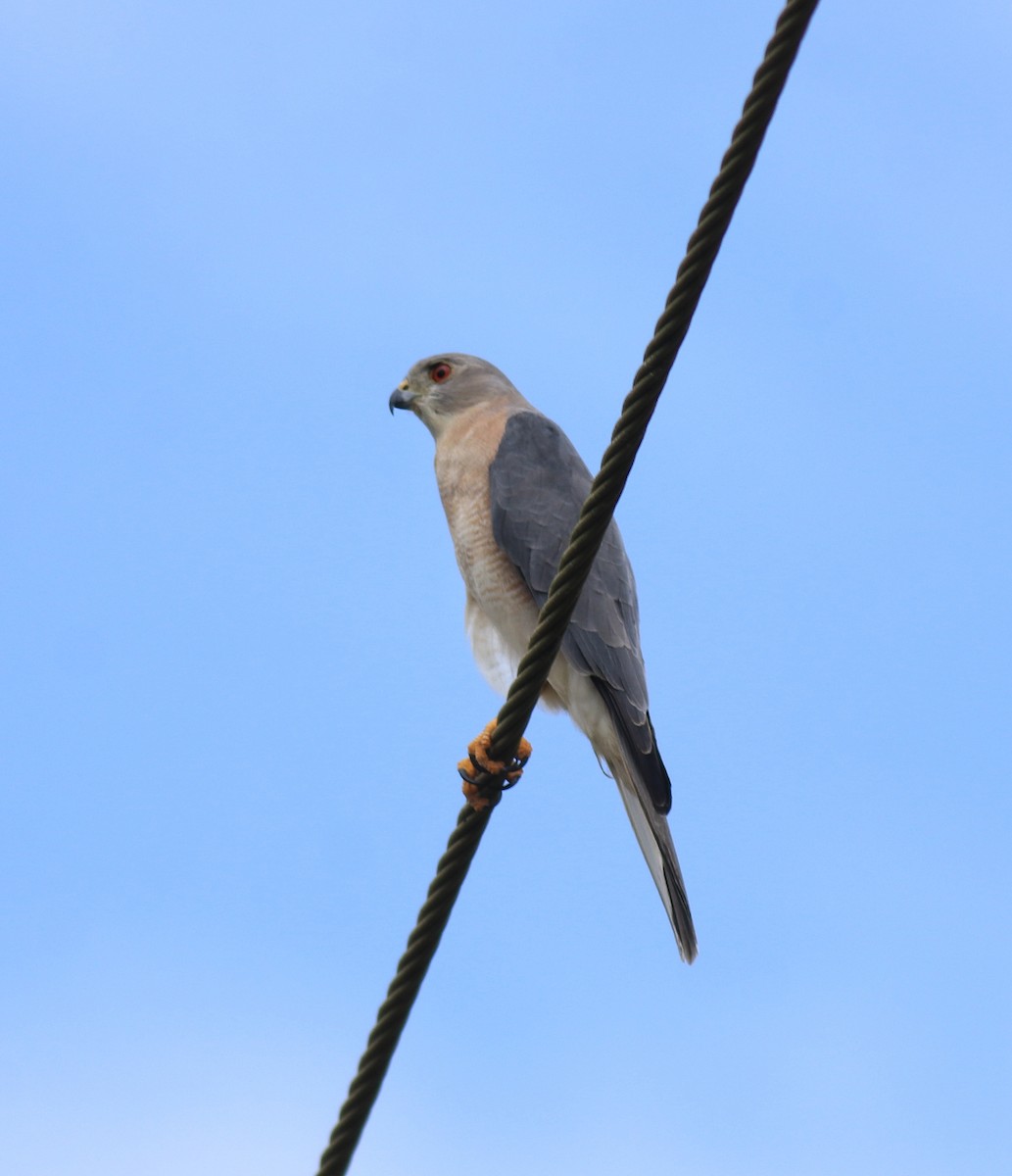 タカサゴダカ - ML650317178