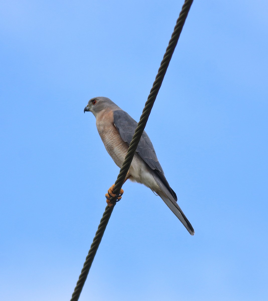 タカサゴダカ - ML650317179