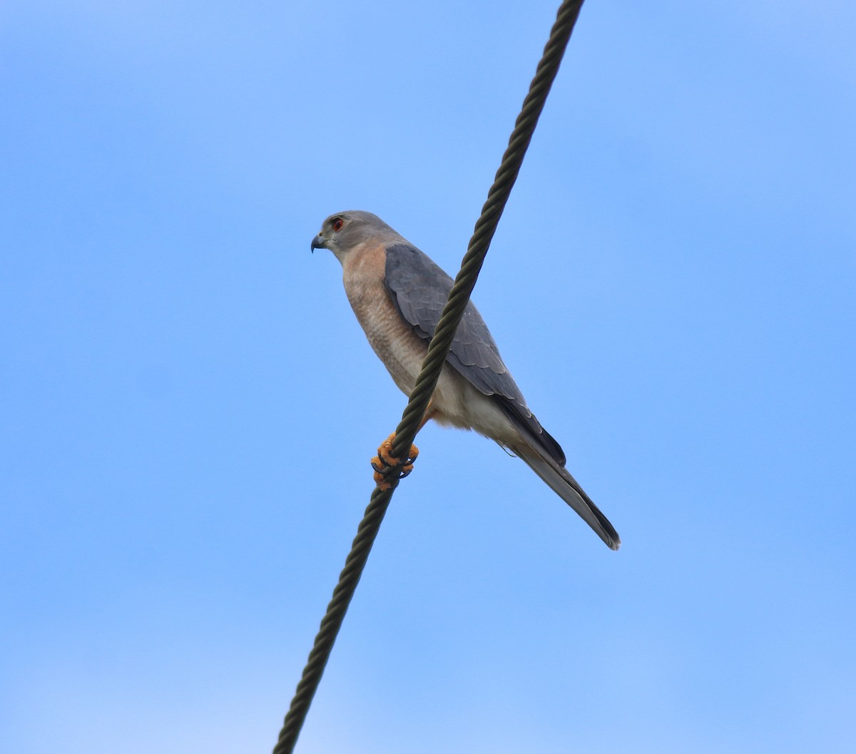 タカサゴダカ - ML650317180