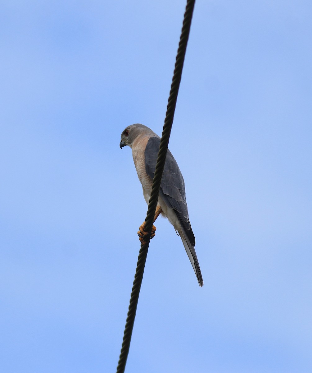 タカサゴダカ - ML650317181