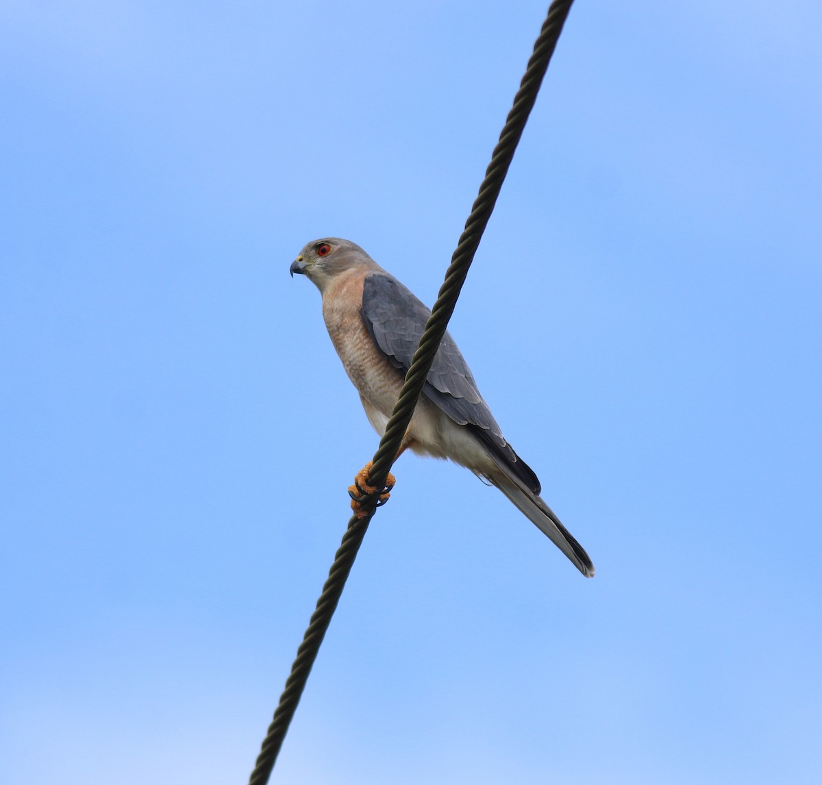 タカサゴダカ - ML650317182