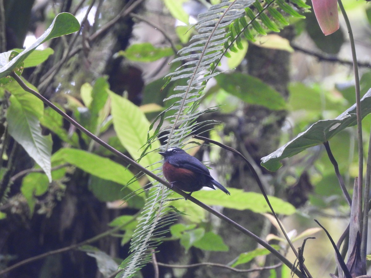 Chestnut-bellied Chat-Tyrant - ML650317277