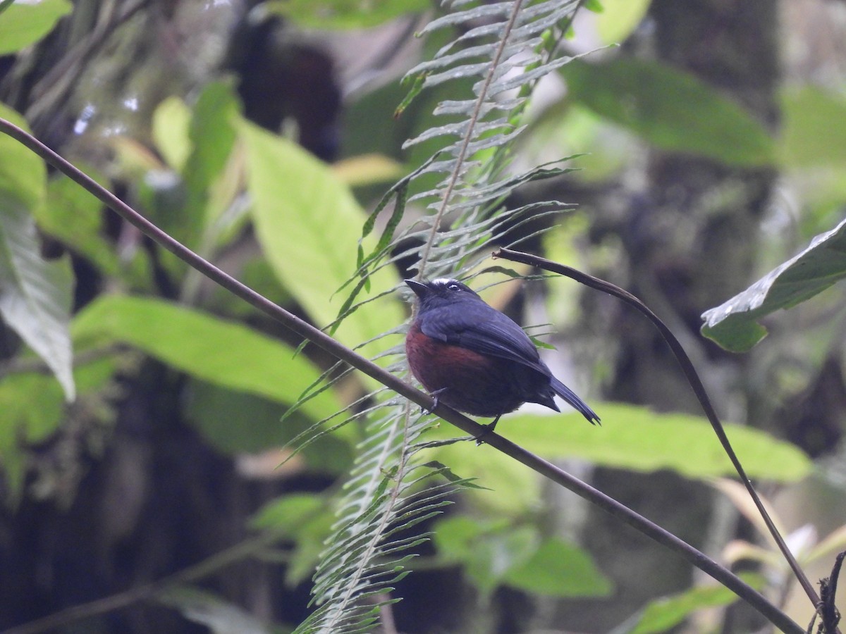 Chestnut-bellied Chat-Tyrant - ML650317278