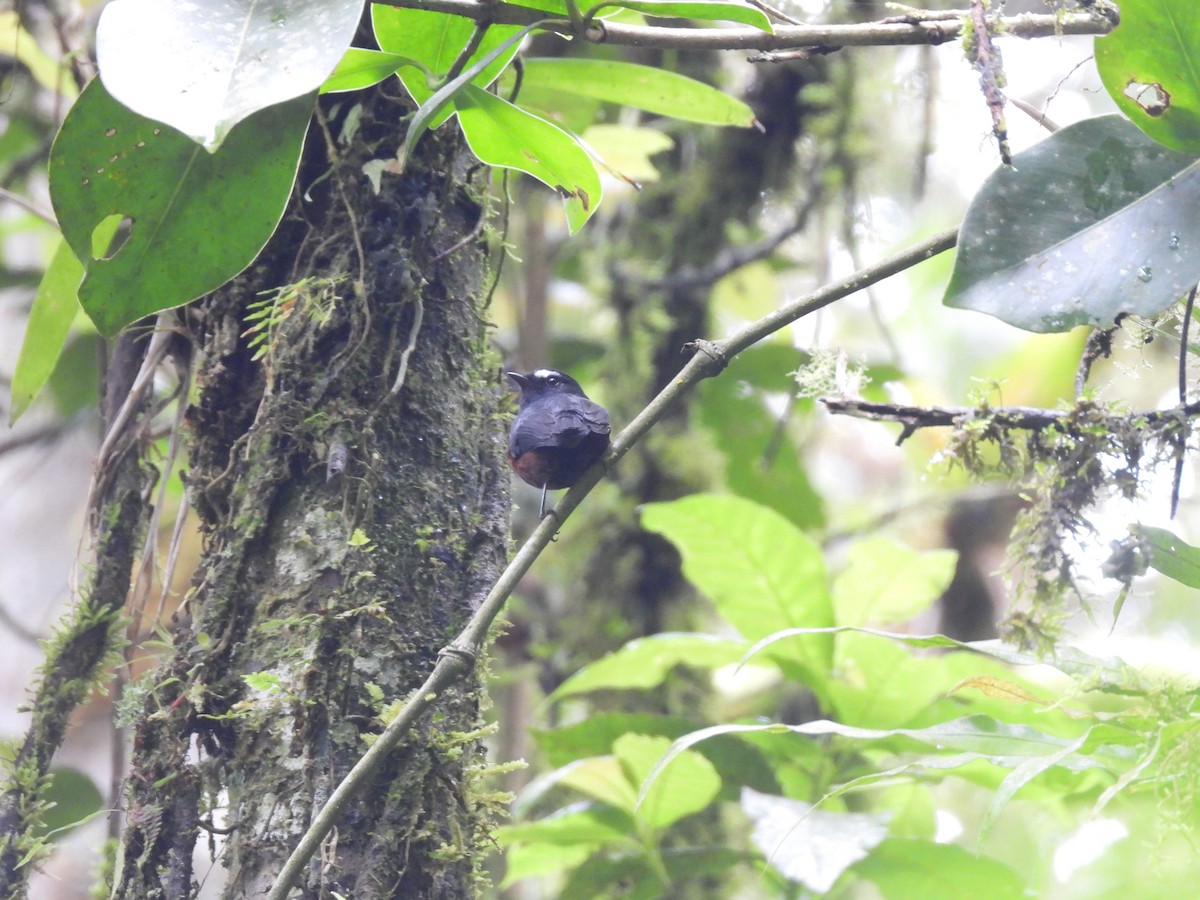 Chestnut-bellied Chat-Tyrant - ML650317336