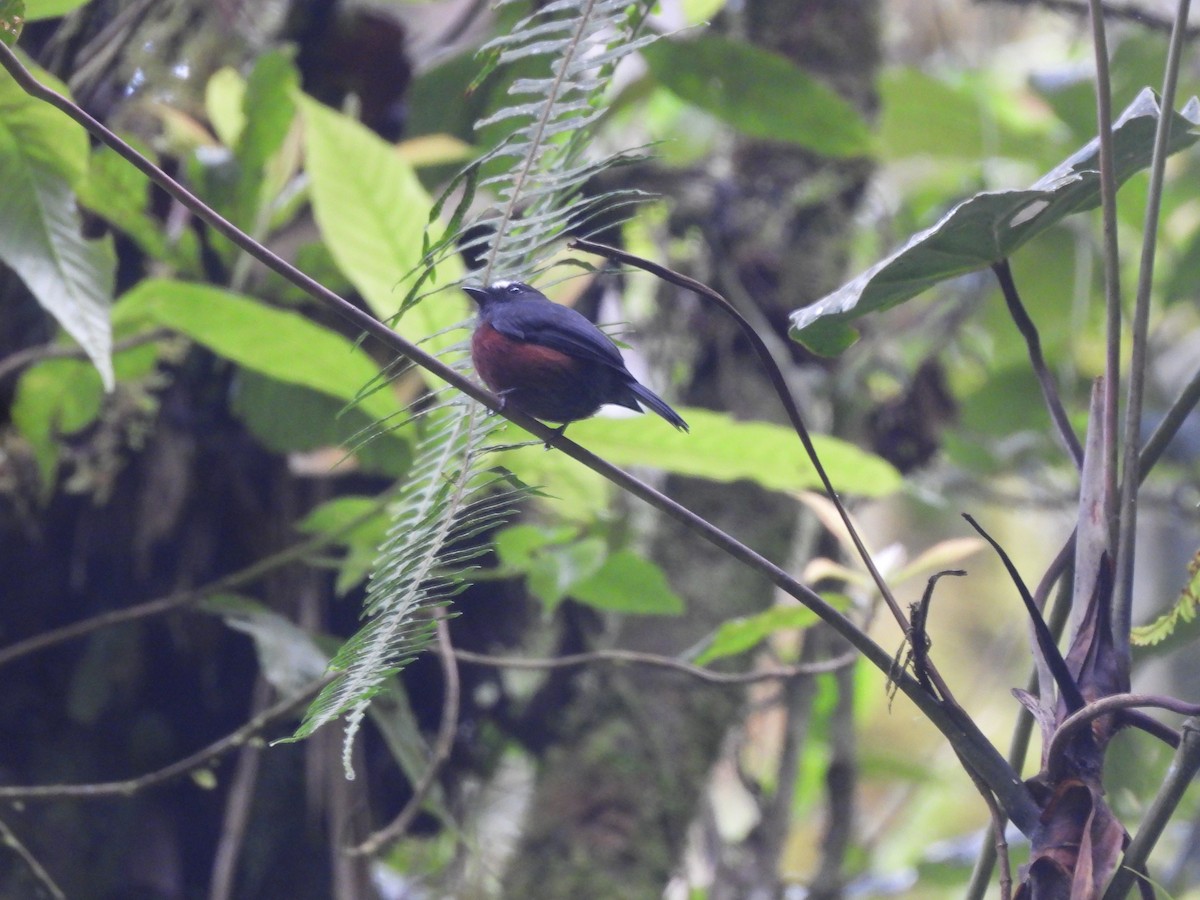 Chestnut-bellied Chat-Tyrant - ML650317337