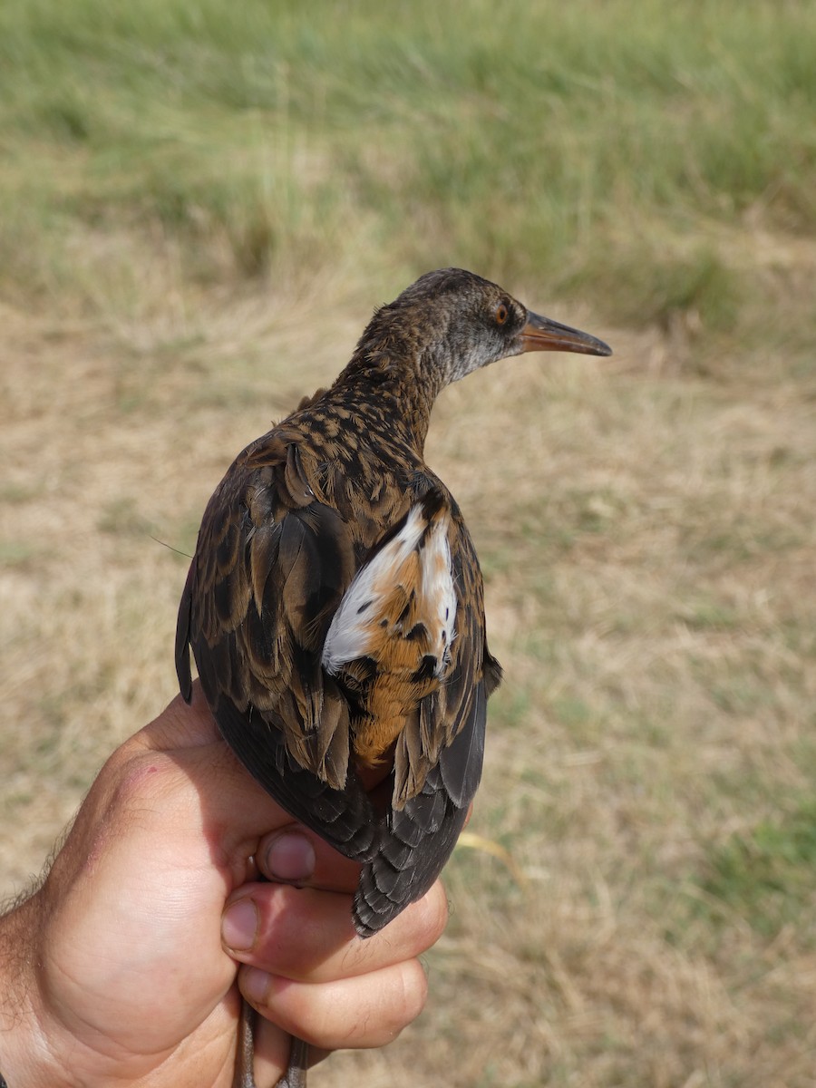 Water Rail - ML650317415