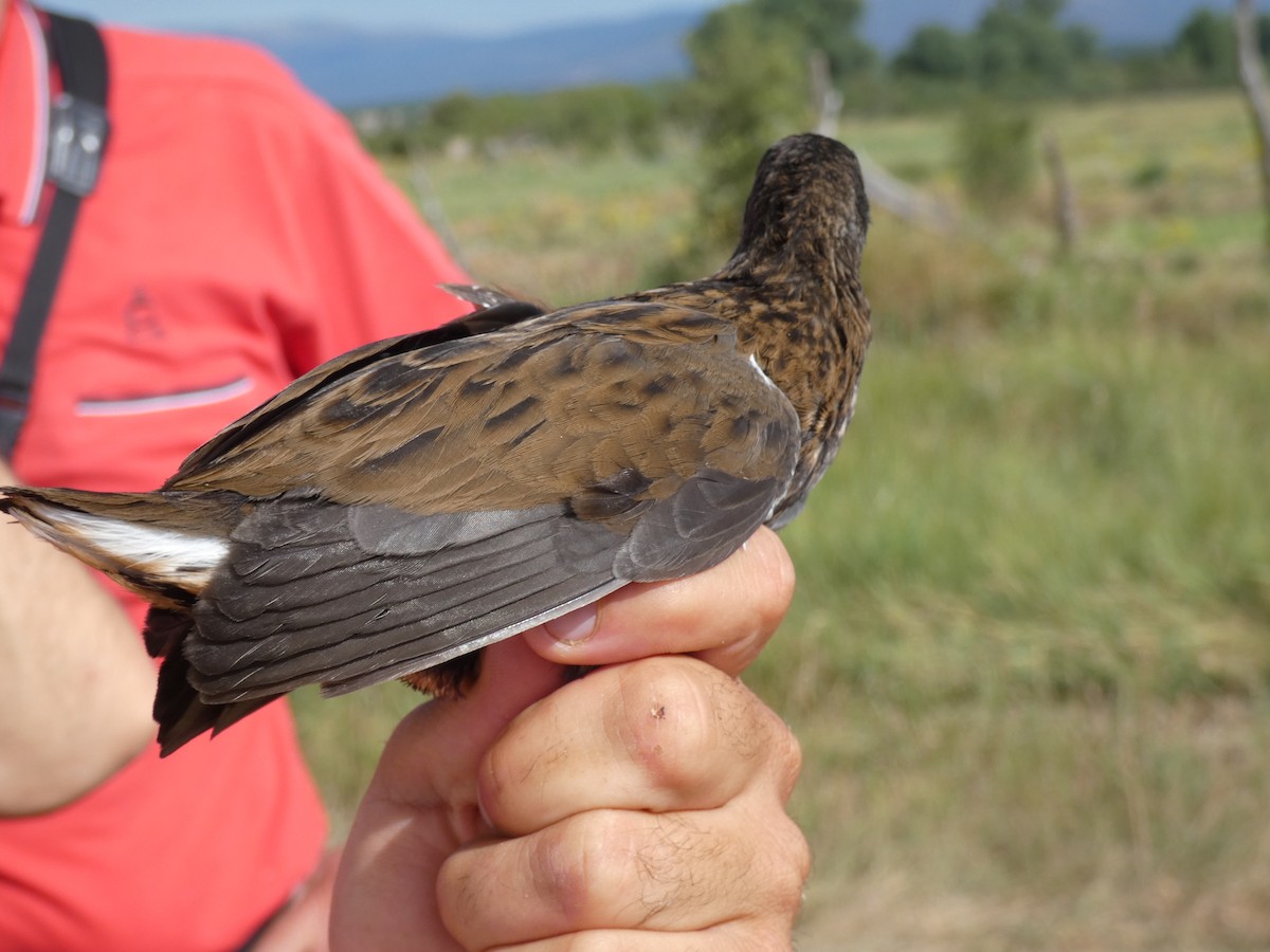 Water Rail - ML650317416
