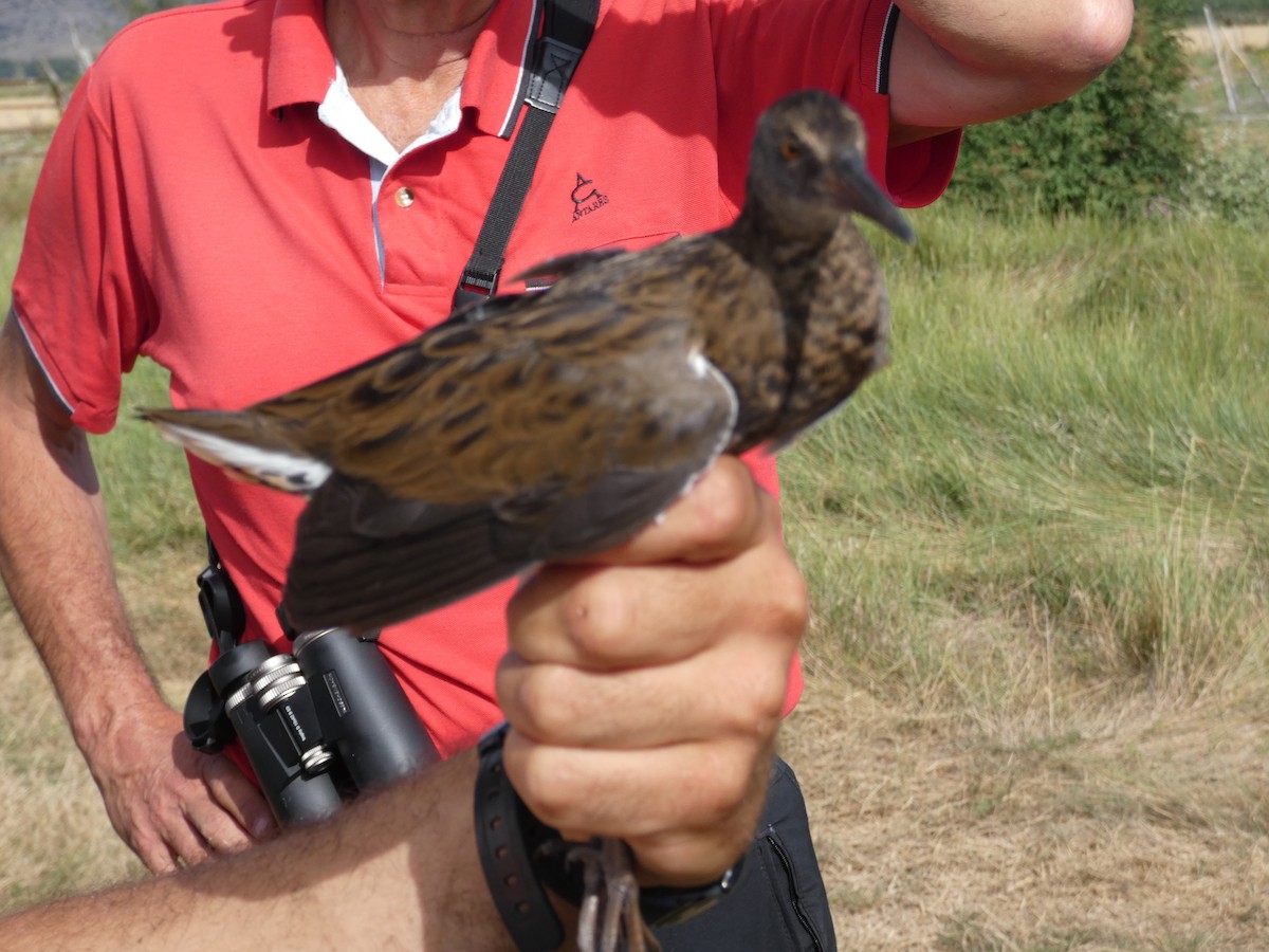 Water Rail - ML650317417