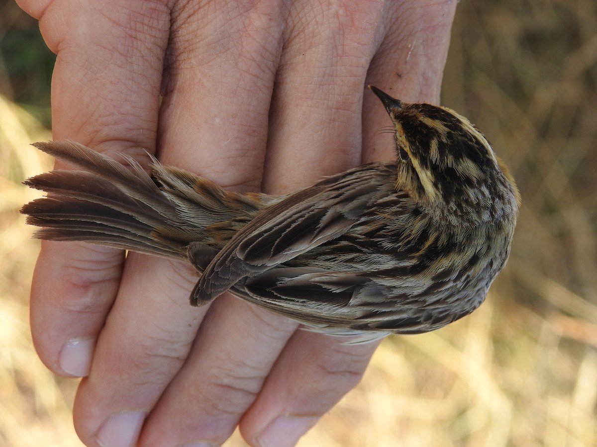 Aquatic Warbler - ML650317478